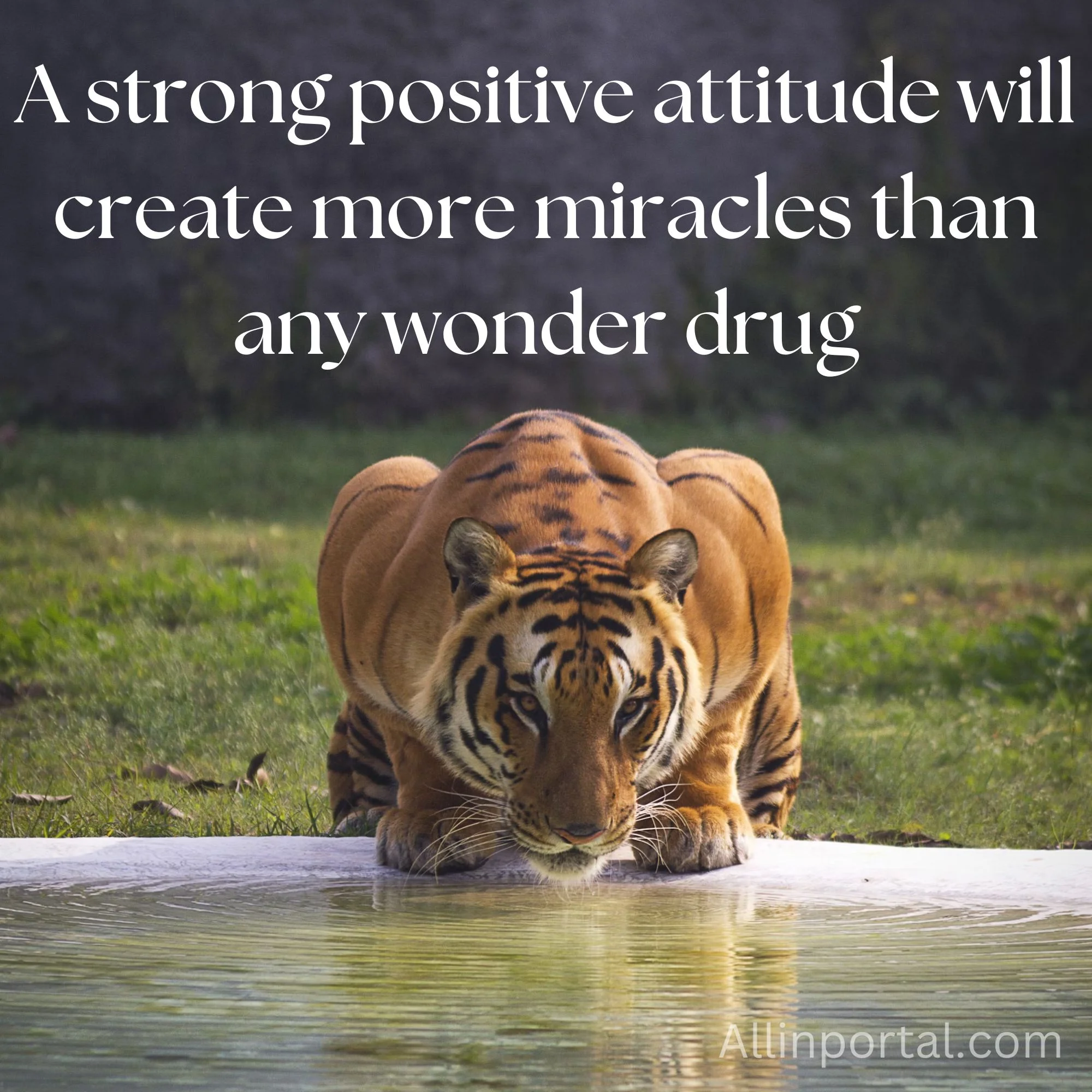 Powerful Lion Attitude Quotes