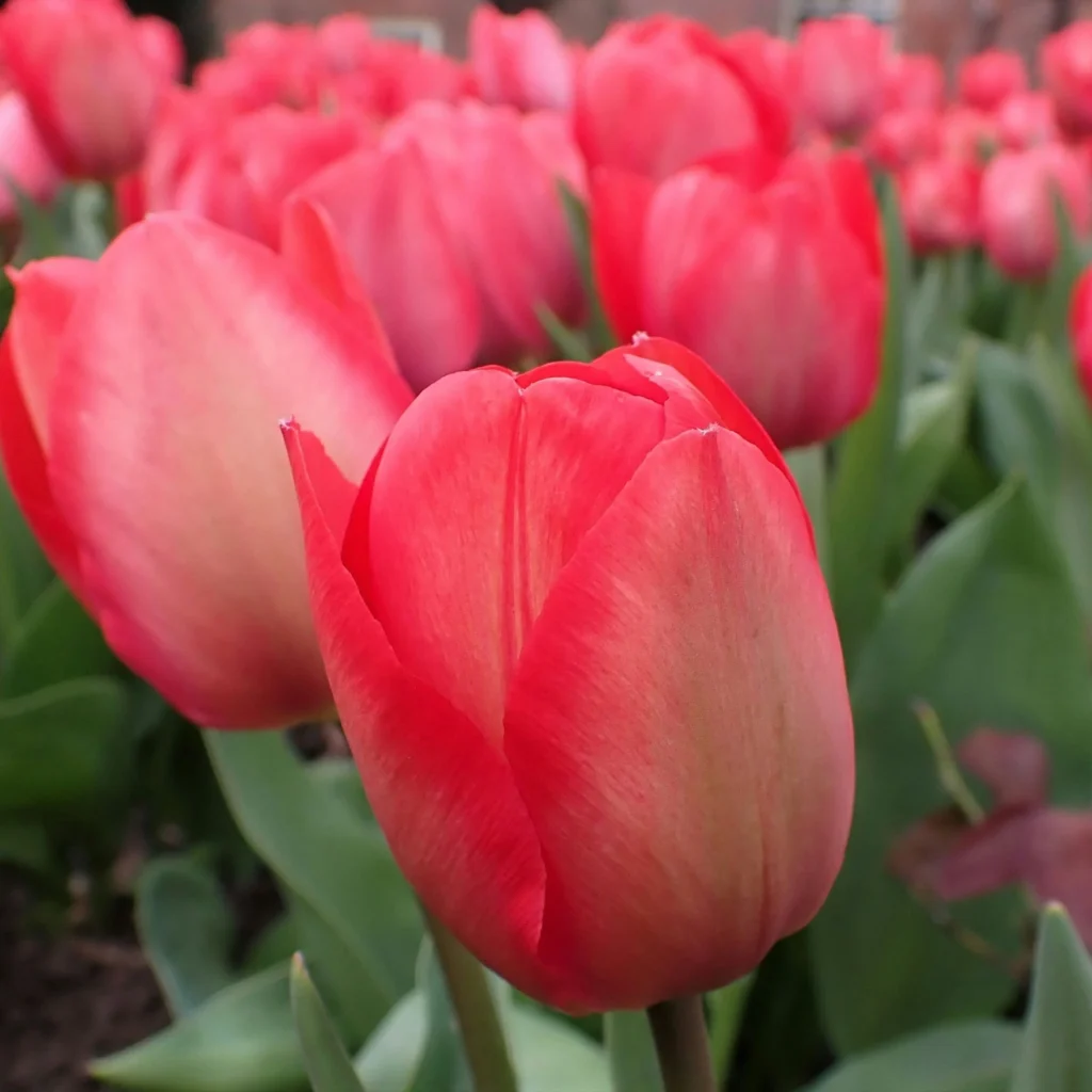 Best Tulip Wallpaper