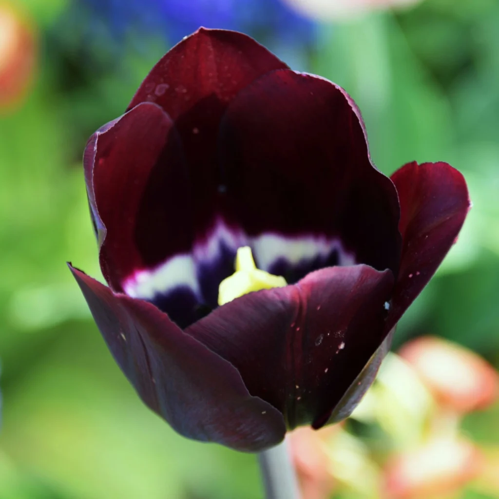 Tulip picture