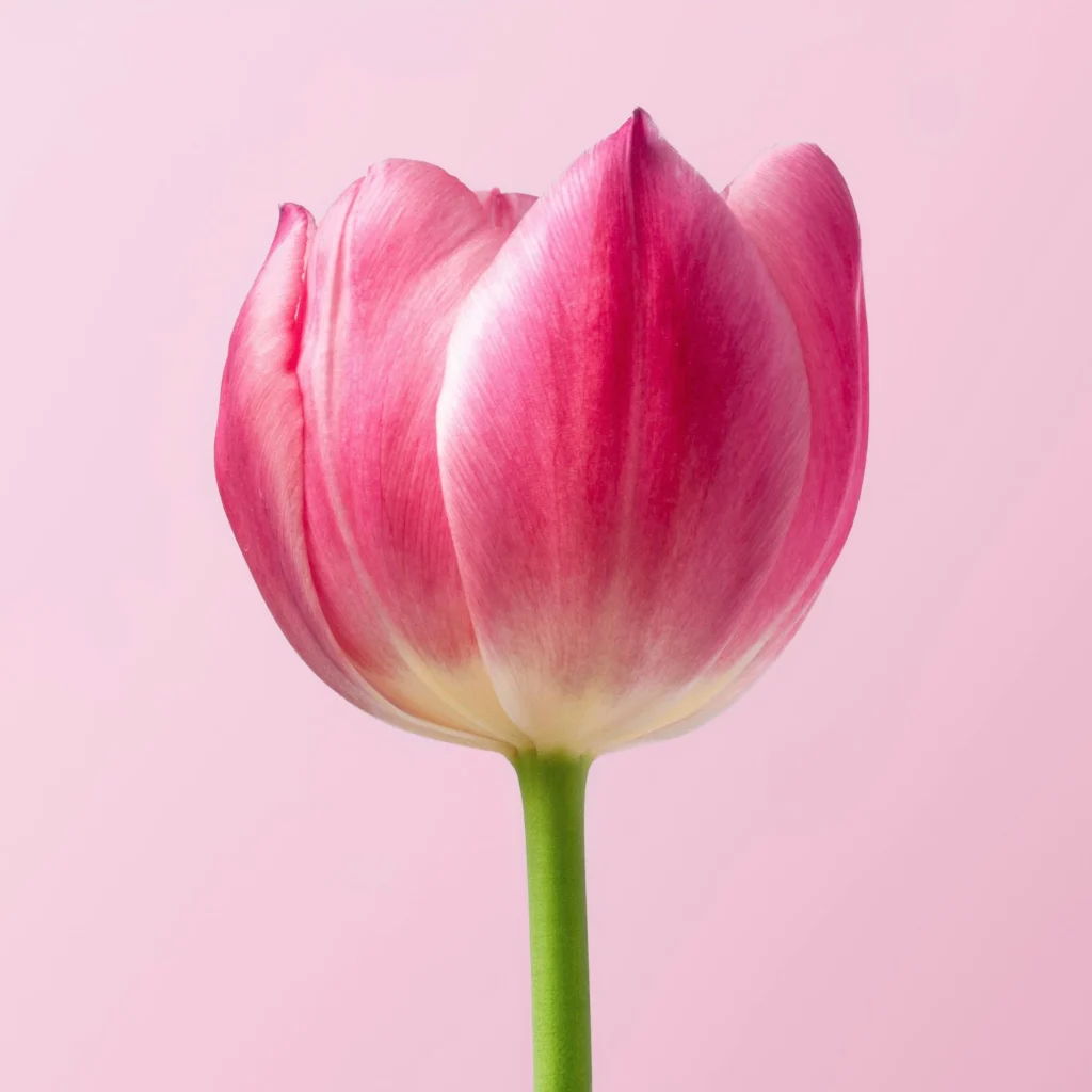 beautiful Tulip picture