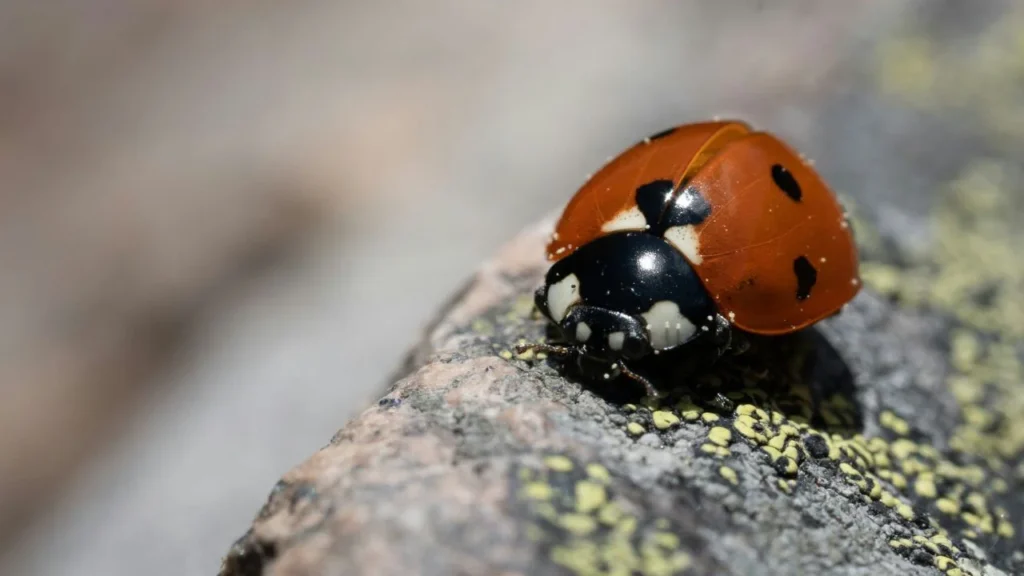 Unique bug wallpaper accents.