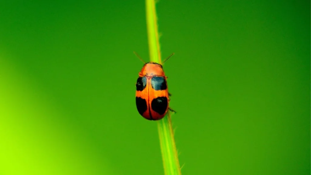 Charming bug wall art.