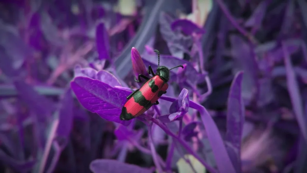 Detailed bug wall prints.