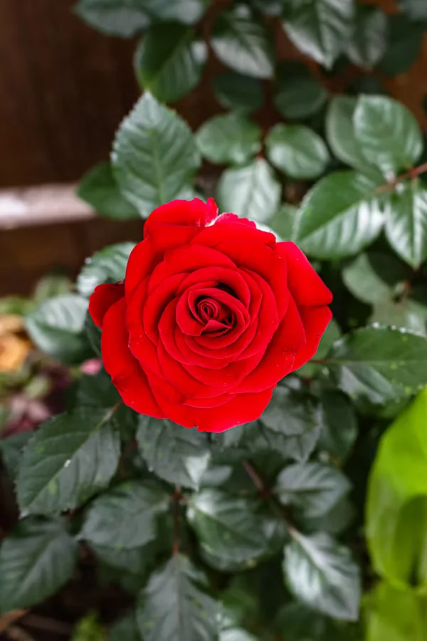 red rose wallpaper