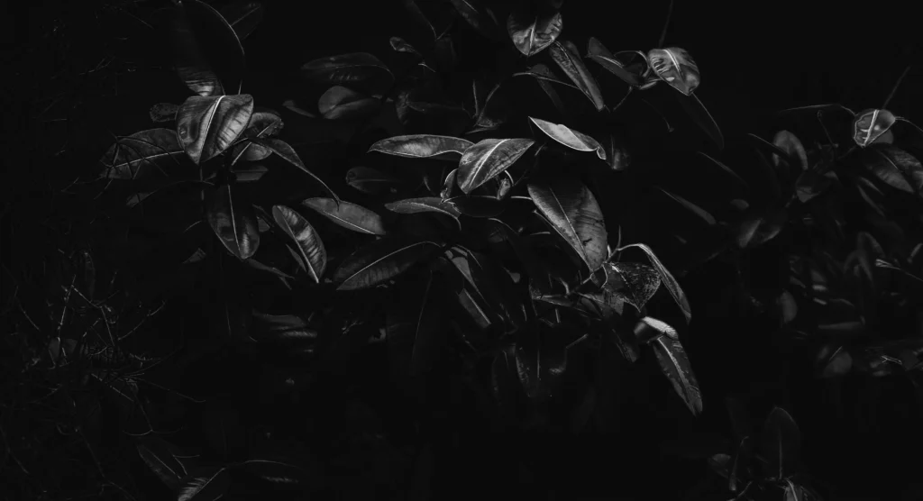 good Black Color Quotes
