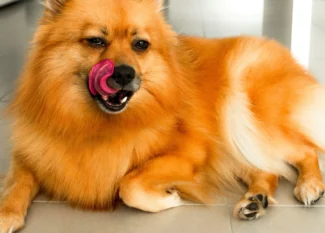 Why Does My Dog Smell Like Fish