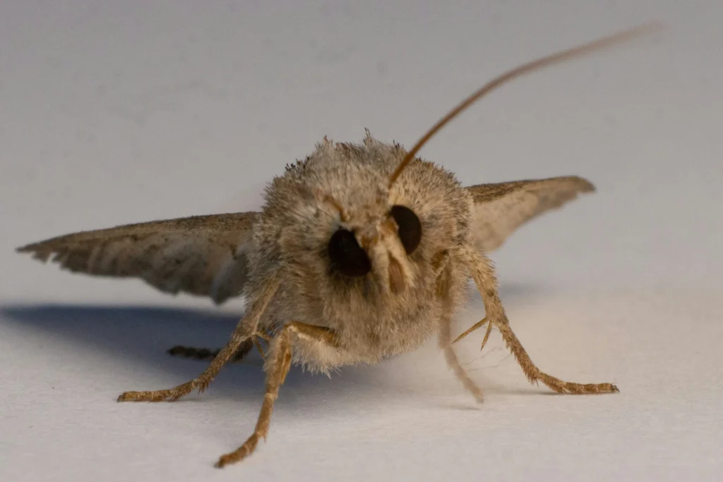 Top 10 Clothes Moth Traps That Actually Work – Keep Your Wardrobe Safe and Fresh! 2 Top 10 Clothes Moth Traps That Actually Work – Keep Your Wardrobe Safe and Fresh!
