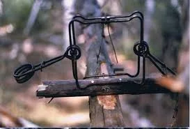 Top 10 Positive Uses of Conibear Traps for Effective Wildlife Control 5 Conibear Traps