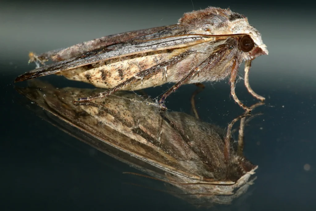 Top 10 Clothes Moth Traps That Actually Work – Keep Your Wardrobe Safe and Fresh! 3 Top 10 Clothes Moth Traps That Actually Work