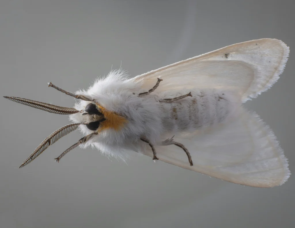 Top 10 Clothes Moth Traps That Actually Work – Keep Your Wardrobe Safe and Fresh! 4 Top 10 Clothes Moth Traps
