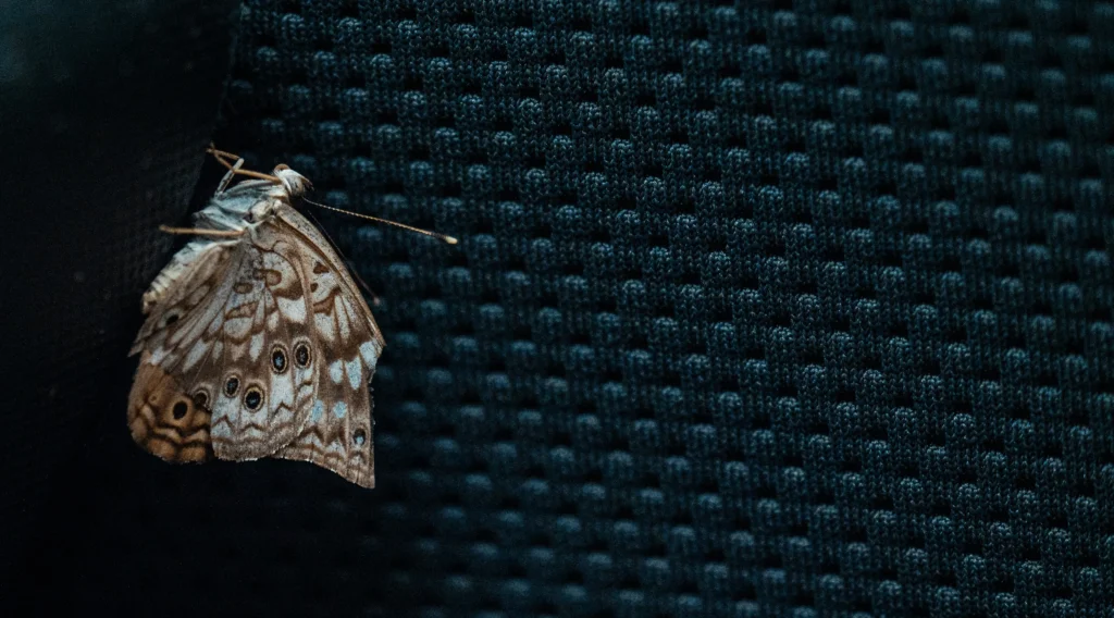 Top 10 Clothes Moth Traps That Actually Work – Keep Your Wardrobe Safe and Fresh! 5 Clothes Moth Traps That Actually Work – Keep Your Wardrobe Safe and Fresh!