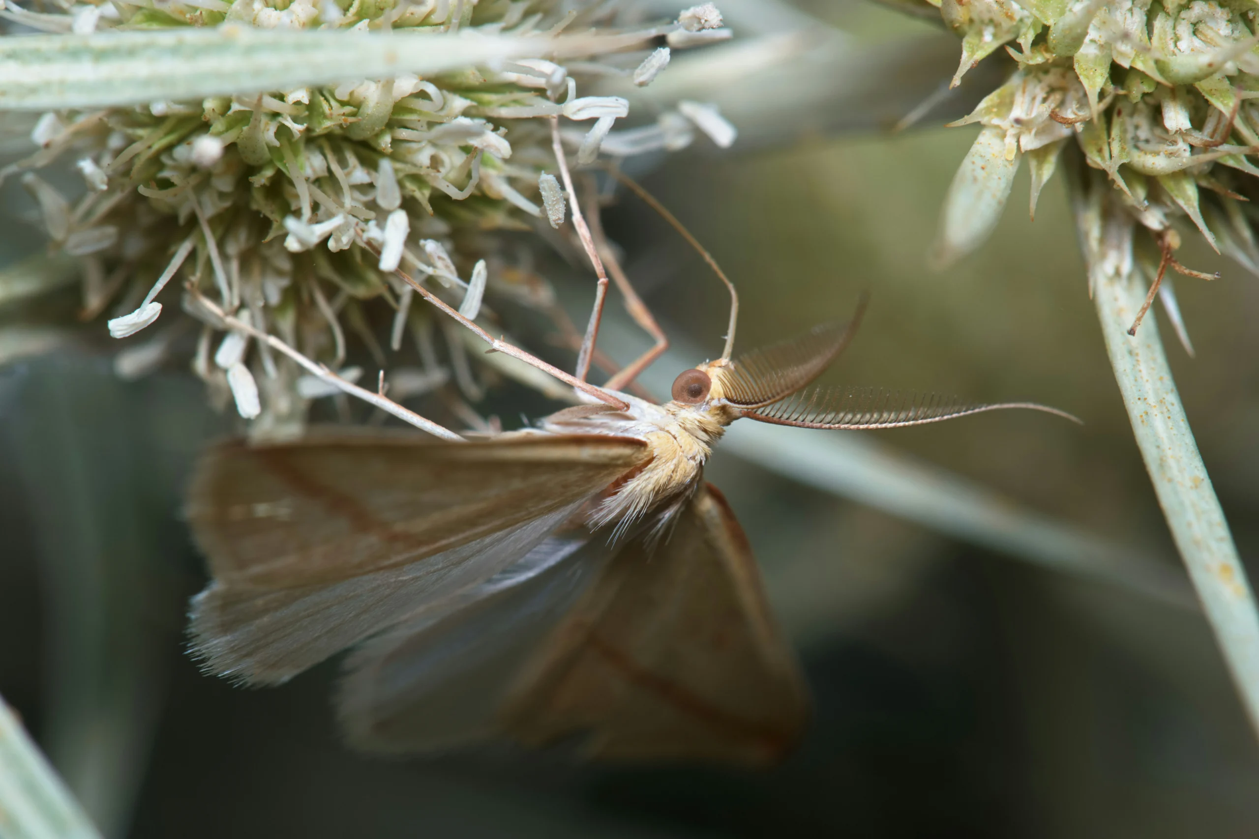 Top 10 Clothes Moth Traps That Actually Work – Keep Your Wardrobe Safe and Fresh! 1 Top 10 Clothes Moth Traps That Actually Work – Keep Your Wardrobe Safe and Fresh!