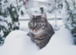 SnowMT: 21 Brilliant Innovations Fueling the Future of Snow-Based Smart Technology
