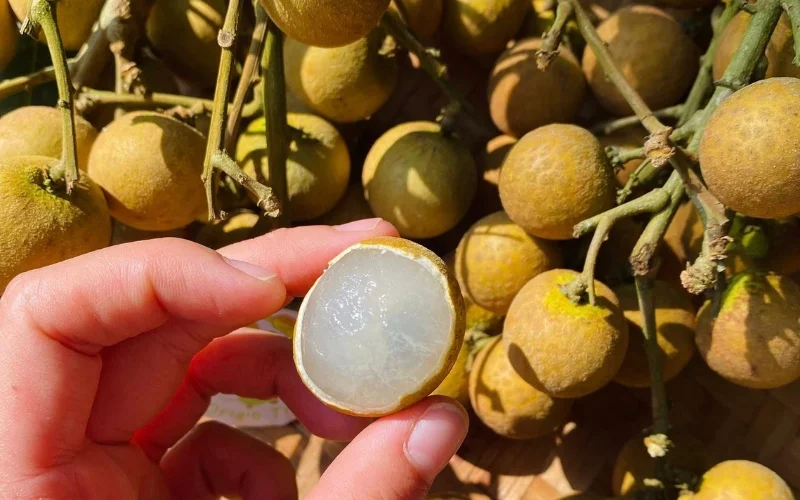 15 Delicious Fruits Similar to Litchi: A Juicy Guide for Exotic Fruit Lovers in 2025 2 15 Delicious Fruits Similar to Litchi: A Juicy Guide for Exotic Fruit Lovers in 2025